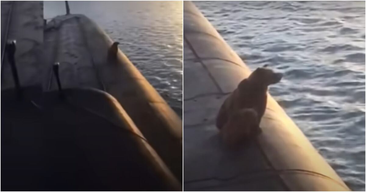 Oso pardo y su cría asesinados por marinos de la Armada en Rusia.