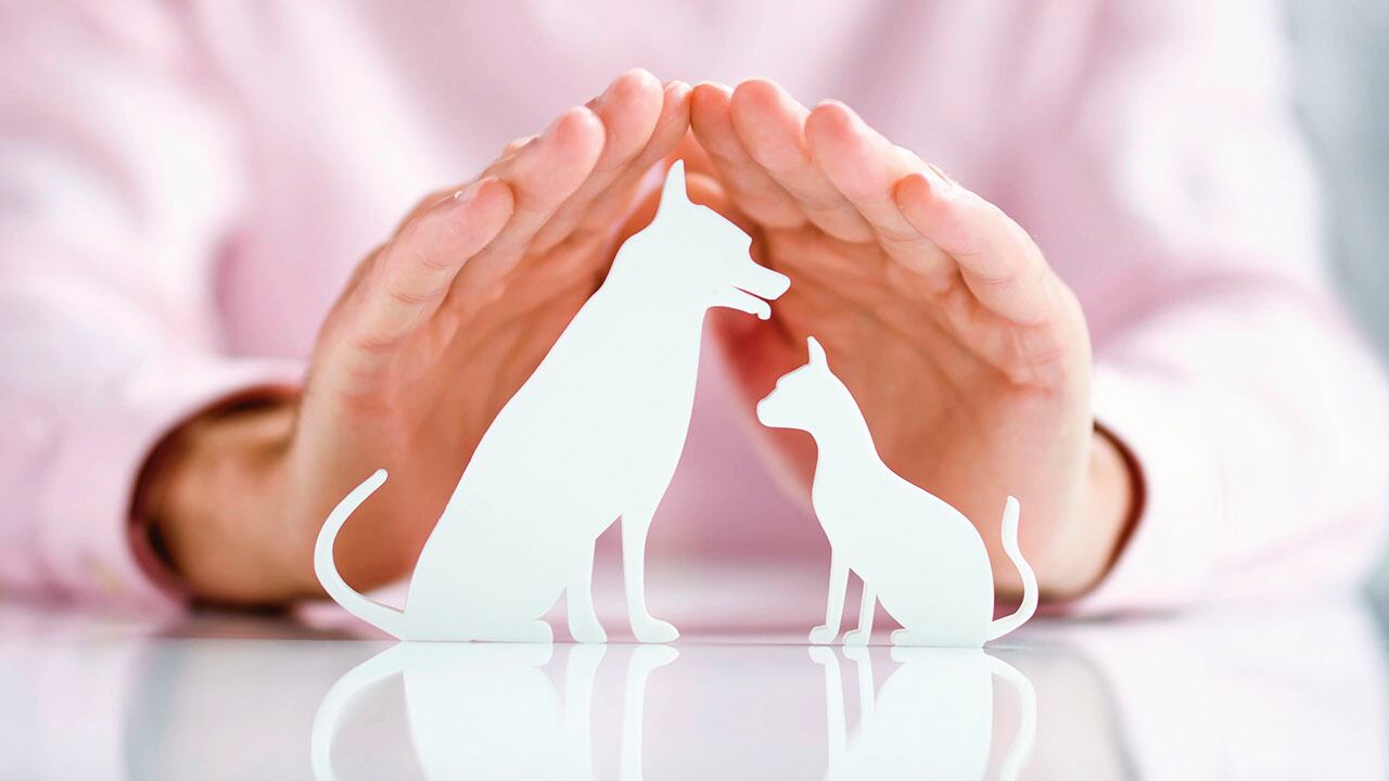 En Colombia, hay una gran cantidad de organizaciones que luchan en contra del maltrato a los animales.