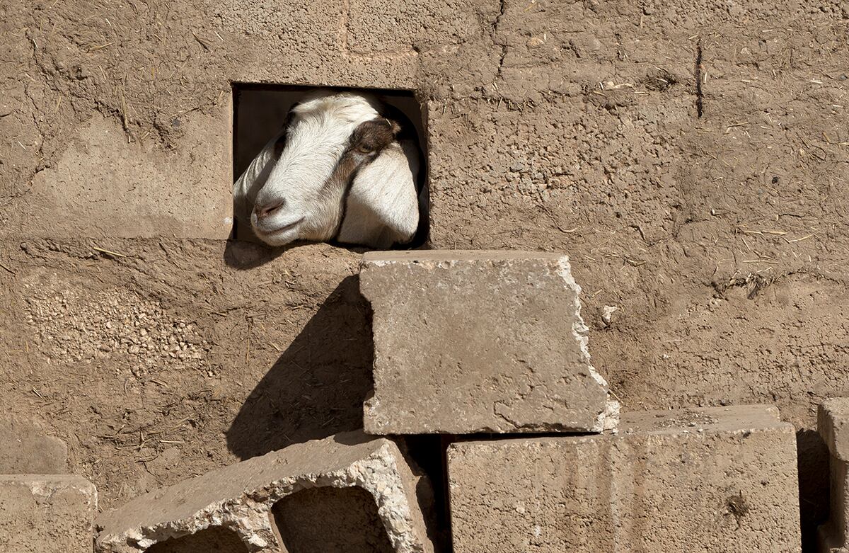 Una cabra mira a través de un agujero en un muro en Caykara, Turquía. (AP)