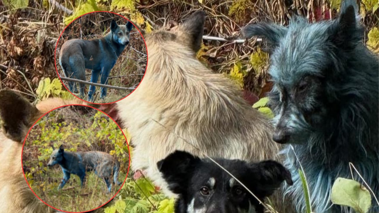 El hallazgo refuerza la vigilancia y cuidado de animales abandonados en zonas afectadas por desastres.