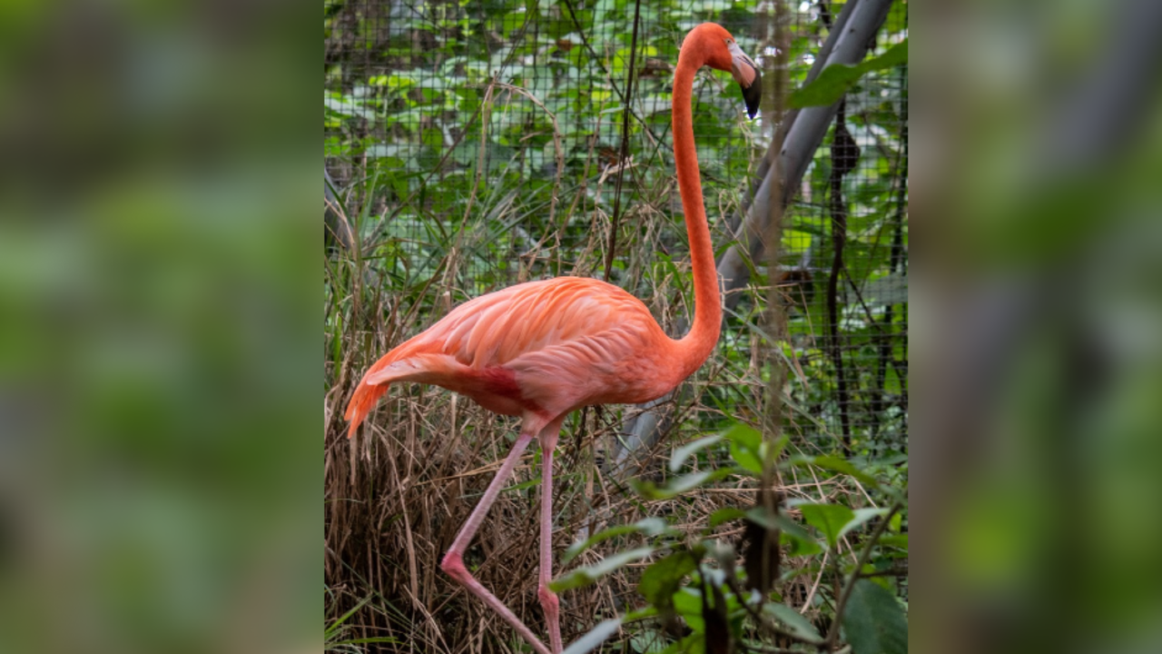 Cinco flamencos rosados que habían sido recuperados de cautiverio ilegal en Cundinamarca fueron liberados en La Guajira.