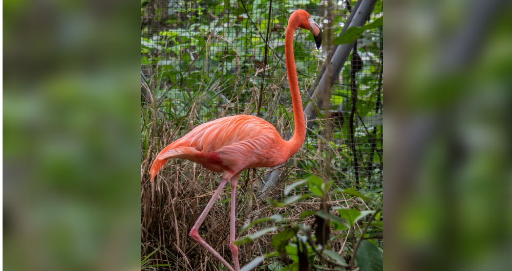 Cinco flamencos rosados que habían sido recuperados de cautiverio ilegal en Cundinamarca fueron liberados en La Guajira.