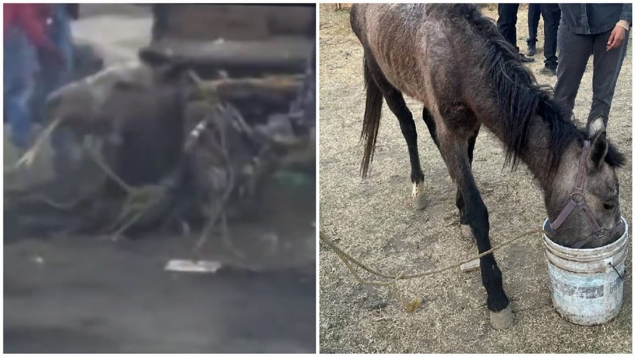 Asociación de rescate pide ayuda para refugio y gastos médicos de yegua maltratada.