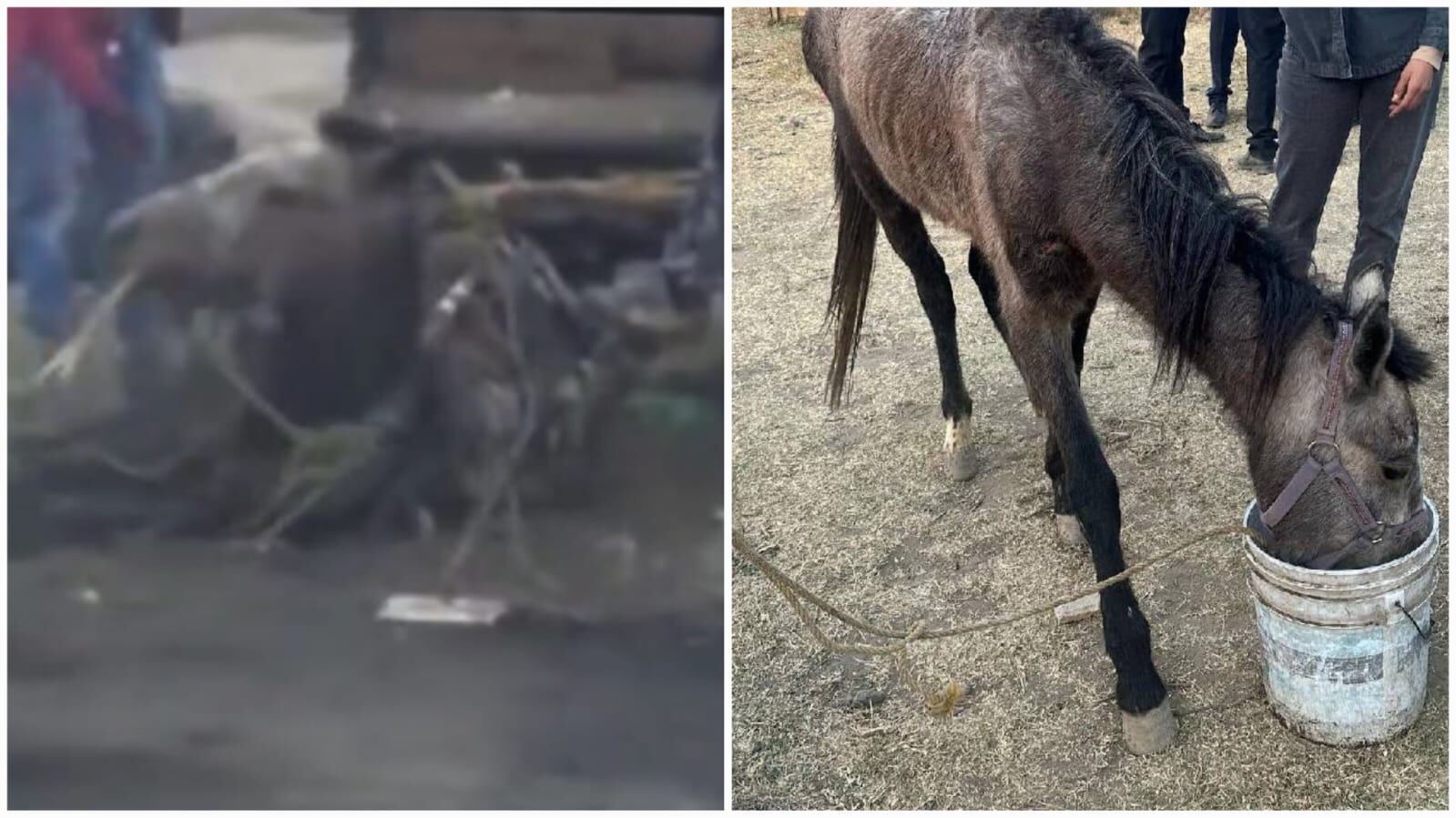 Asociación de rescate pide ayuda para refugio y gastos médicos de yegua maltratada.