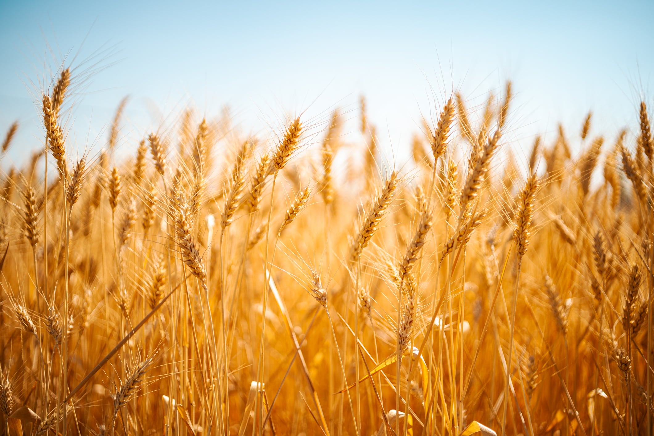 Las consecuencias de esta infección van más allá del arroz y alcanzan otros cultivos importantes en distintas regiones.