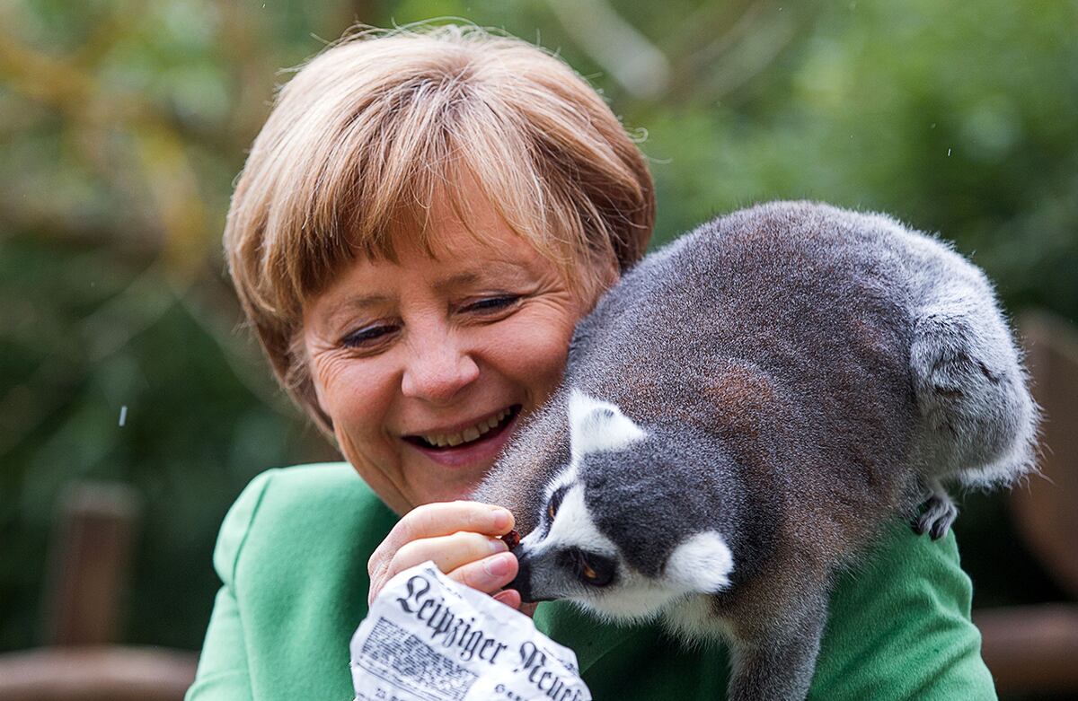 Angela Merkel, canciller alemana, alimenta un lemur que se sentó en su hombro durante una visita al parque Marlow, al norte de Alemania. (AP)