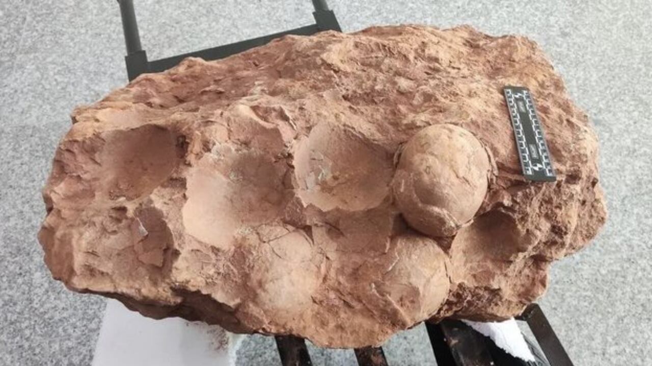 Hallados en China tres huevos de dinosaurio de 80 millones de años. Foto compartida en redes por @CQYouthNews