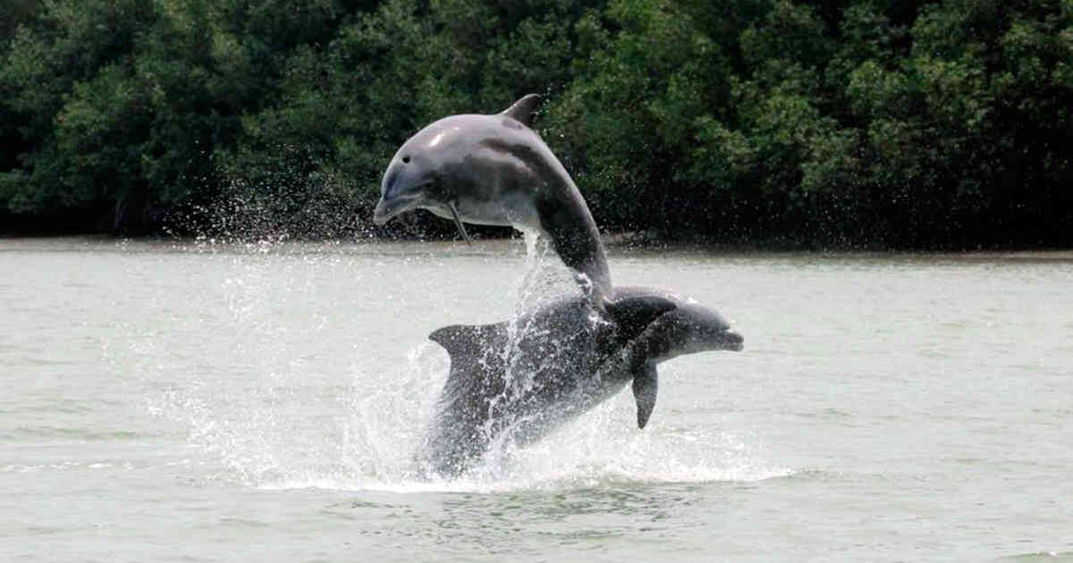 La inteligencia artificial de Google podría permitir a los humanos comprender el lenguaje de los delfines.