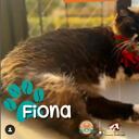 El lugar servía de encuentro entre felinos y humanos en Medellín