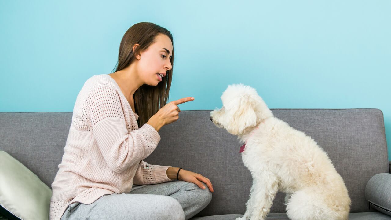 Las personas deben garantizar el comportamiento de sus mascotas.