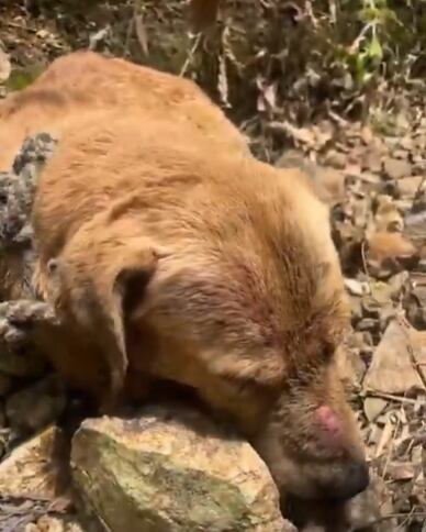 Perro rescatado tras ser enterrado vivo en inmediaciones de la vía al Santísimo, en Floridablanca, Santander.