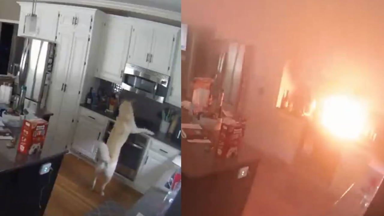 En medio de la búsqueda de comida, el animal activó la estufa, y minutos después se desencadenó la emergencia que obligó a la presencia de los Bomberos.
