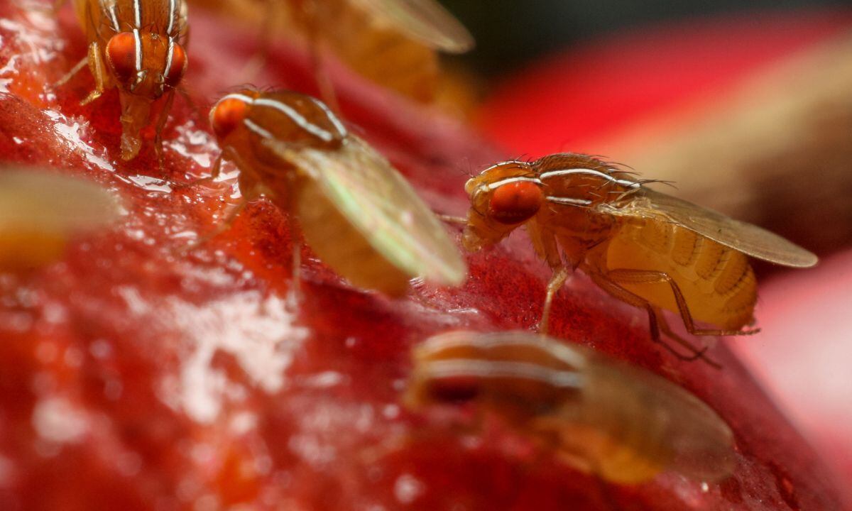 Truco para alejar las moscas de fruta.