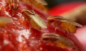 Truco para alejar las moscas de fruta.