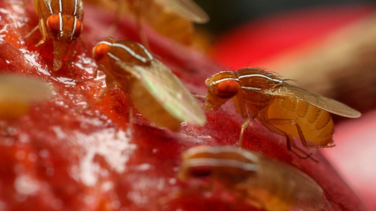 Truco para alejar las moscas de fruta.