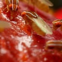 Truco para alejar las moscas de fruta.