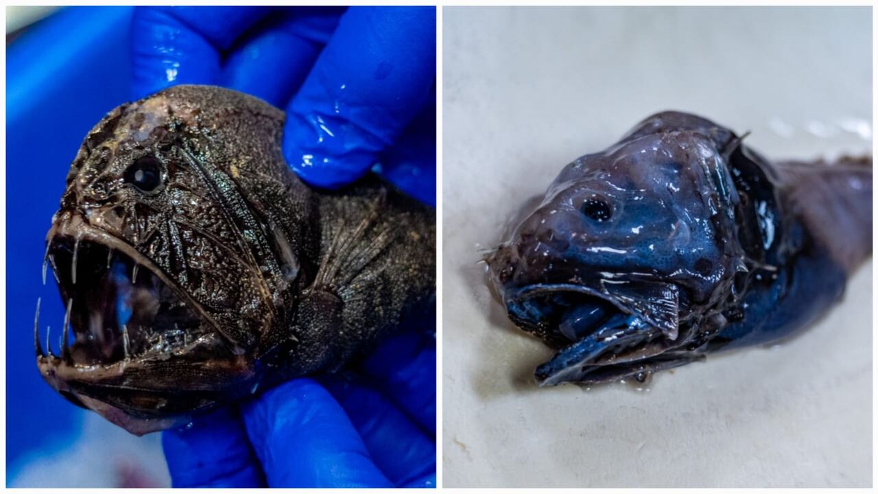 Científicos en Australia lograron cartografiar a detalle el lecho marino y descubrieron especies inéditas.