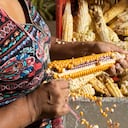 El maíz es uno de los cereales más importantes de Colombia.