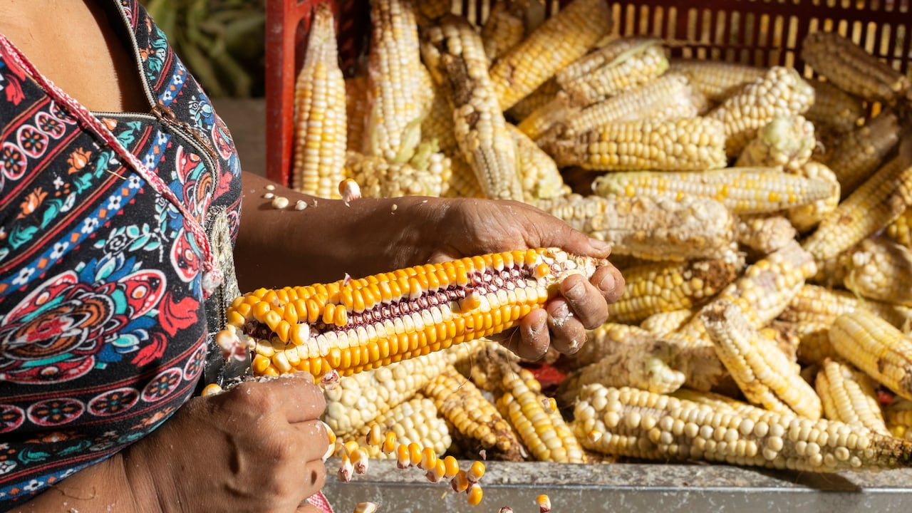 El maíz es uno de los cereales más importantes de Colombia.