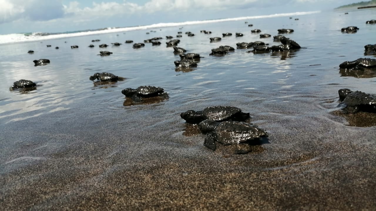 Las playas de El Valle, en Bahía Solano, son el lugar de mayor anidación de tortugas golfinas de la costa pacífica suramericana. Aquí se han priorizado programas de conservación para recolectar los huevos que dejan las tortugas en la playa, trasladarlos a un nido seguro y luego liberar a las pequeñas tortugas.