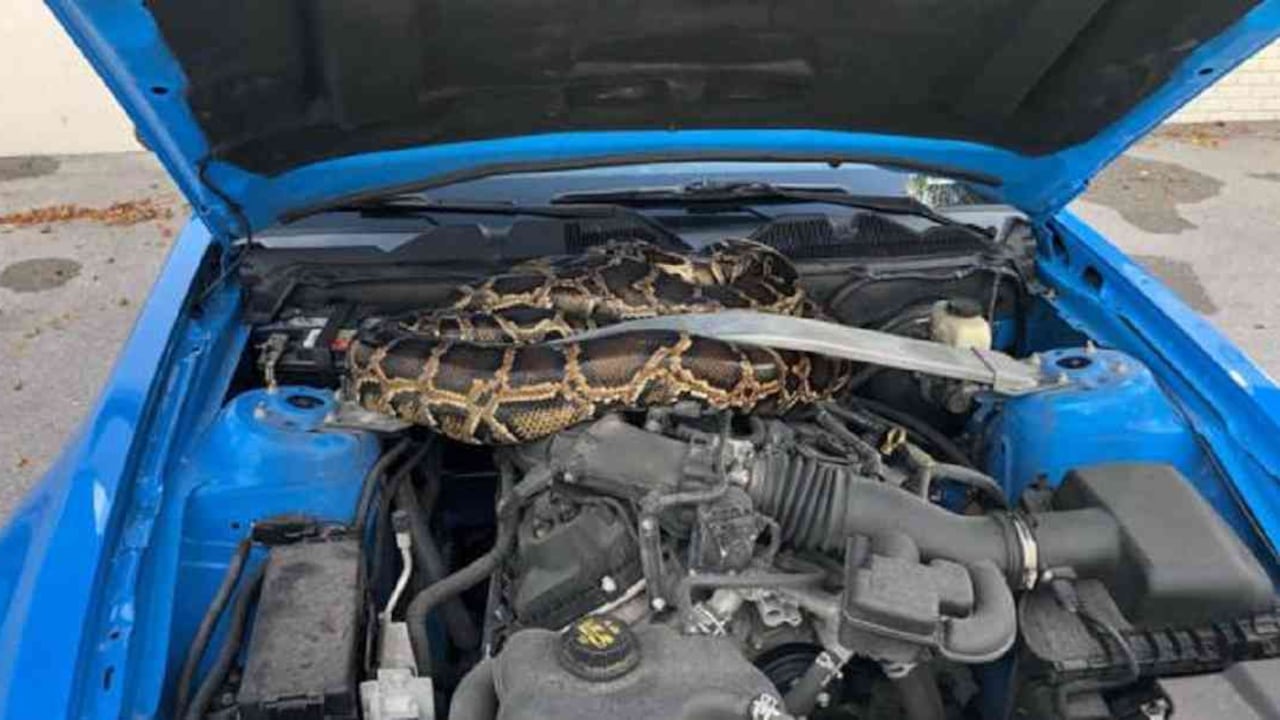 La serpiente medía por lo menos tres metros. Foto: FWC