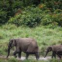 (FILES) This file photo taken on April 26, 2019 shows forest elephants at Langoue Bai in the Ivindo national park, near Makokou. - Decades of poaching and shrinking habitats have devastated elephant populations across Africa, conservationists said on March 25, 2021, warning one sub-species found in rainforests was a step away from extinction. In an update of its "Red List" of threatened species, the International Union for Conservation of Nature said the African forest elephant population had shrunk by more than 86 percent in three decades and it was now considered "critically endangered". (Photo by Amaury HAUCHARD / AFP)