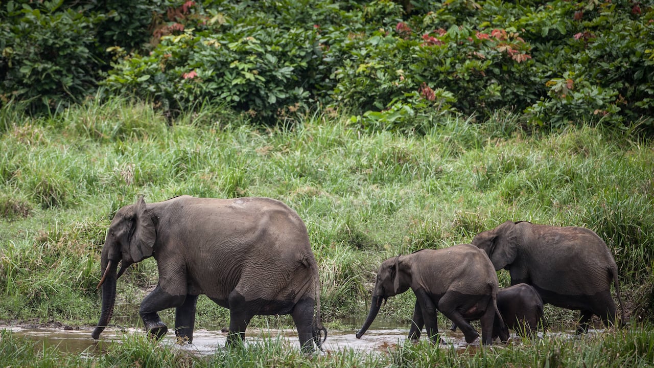 (FILES) This file photo taken on April 26, 2019 shows forest elephants at Langoue Bai in the Ivindo national park, near Makokou. - Decades of poaching and shrinking habitats have devastated elephant populations across Africa, conservationists said on March 25, 2021, warning one sub-species found in rainforests was a step away from extinction. In an update of its "Red List" of threatened species, the International Union for Conservation of Nature said the African forest elephant population had shrunk by more than 86 percent in three decades and it was now considered "critically endangered". (Photo by Amaury HAUCHARD / AFP)