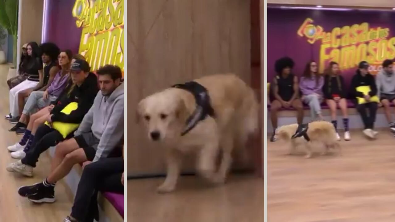 Foto: captura de pantalla / X