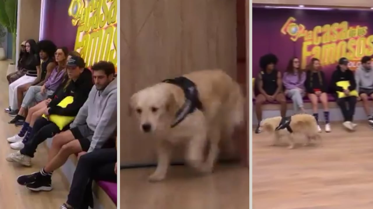 Reacciones al ingreso de Curuba en La casa de los famosos Colombia