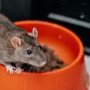 Cómo ahuyentar ratones con salsa picante