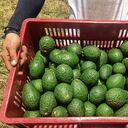 El Valle es el tercer mayor exportador de aguacate en el país. En el primer semestre vendió US$3,8 millones.