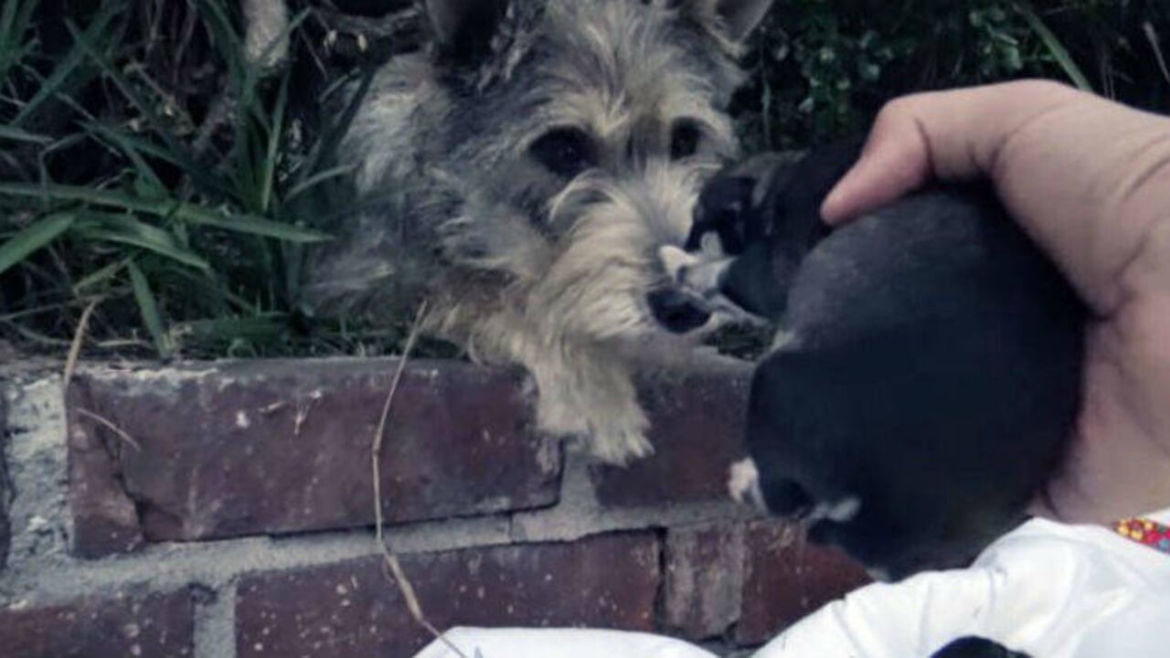 You Tube Hope For Paws