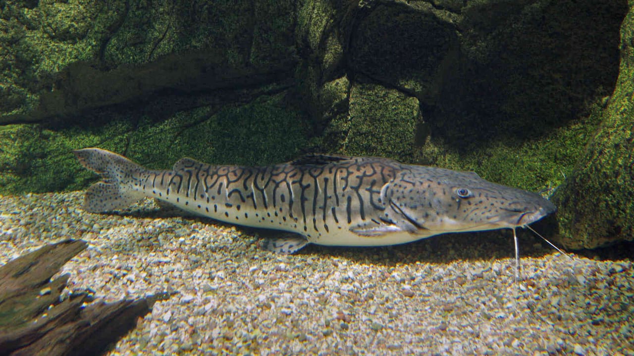 El bagre, uno de los peces migratorios más emblemáticos de Colombia, hace parte de la lista de peces cuya población ha descendido de manera alarmante, según estudio. Foto: Wikipedia Commons.