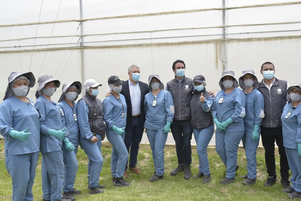 Iván Duque en cultivo de Cleaver Leaves.