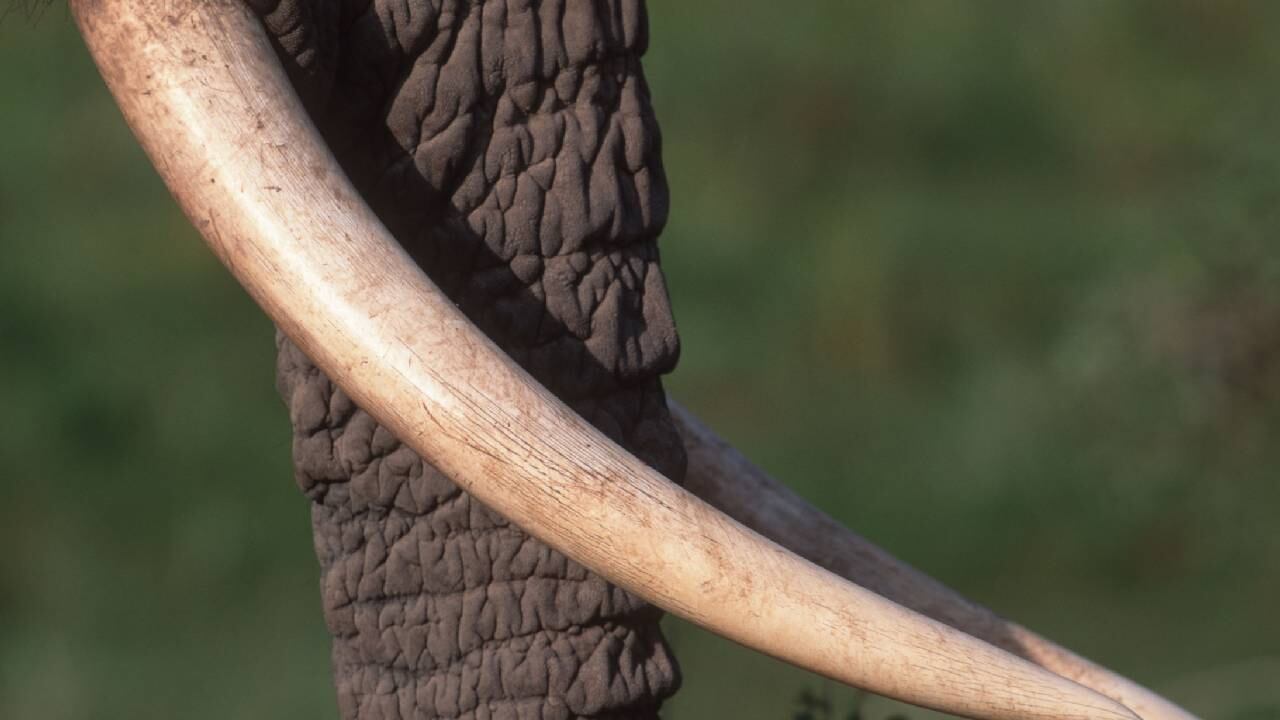 Expertos hallan restos de elefantes en el sur de Chile. -Foto: Getty Images. / Autor: Martin Harvey.