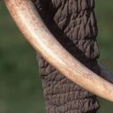 Expertos hallan restos de elefantes en el sur de Chile. -Foto: Getty Images. / Autor: Martin Harvey.