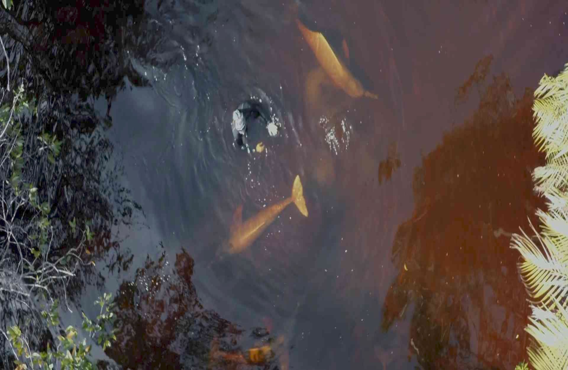 “Nuestro director de fotografía tiene una historia increíble, salió y se perdió mientras estaba nadando entre tomas y pues el Amazonas es enorme. Pero cuando miró había dos delfines que lo habían seguido, como si supieran que se iba a perder. En el documental hay unas escenas en el agua en la selva con los delfines que miran a la cámara y mueven las cabezas como si estuvieran apuntando a algo. Esas fueron escenas que grabó mientras estuvo perdido, los delfines lo estaban tratando de dirigir a donde estábamos. Cuando los siguió llegó a nosotros”