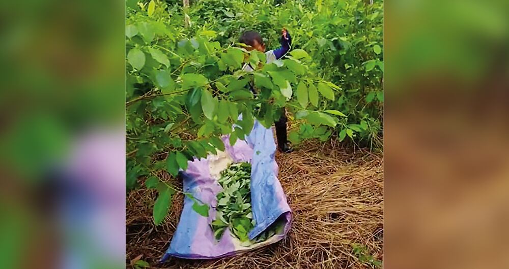 En el caso de Jamundí, donde opera la sangrienta estructura criminal Jaime Martínez, al mando de alias Iván Mordisco, hay una principal preocupación en el área urbana porque se han disparado los casos de reclutamiento en los barrios Rodeo, Bonanza y Terranova. 