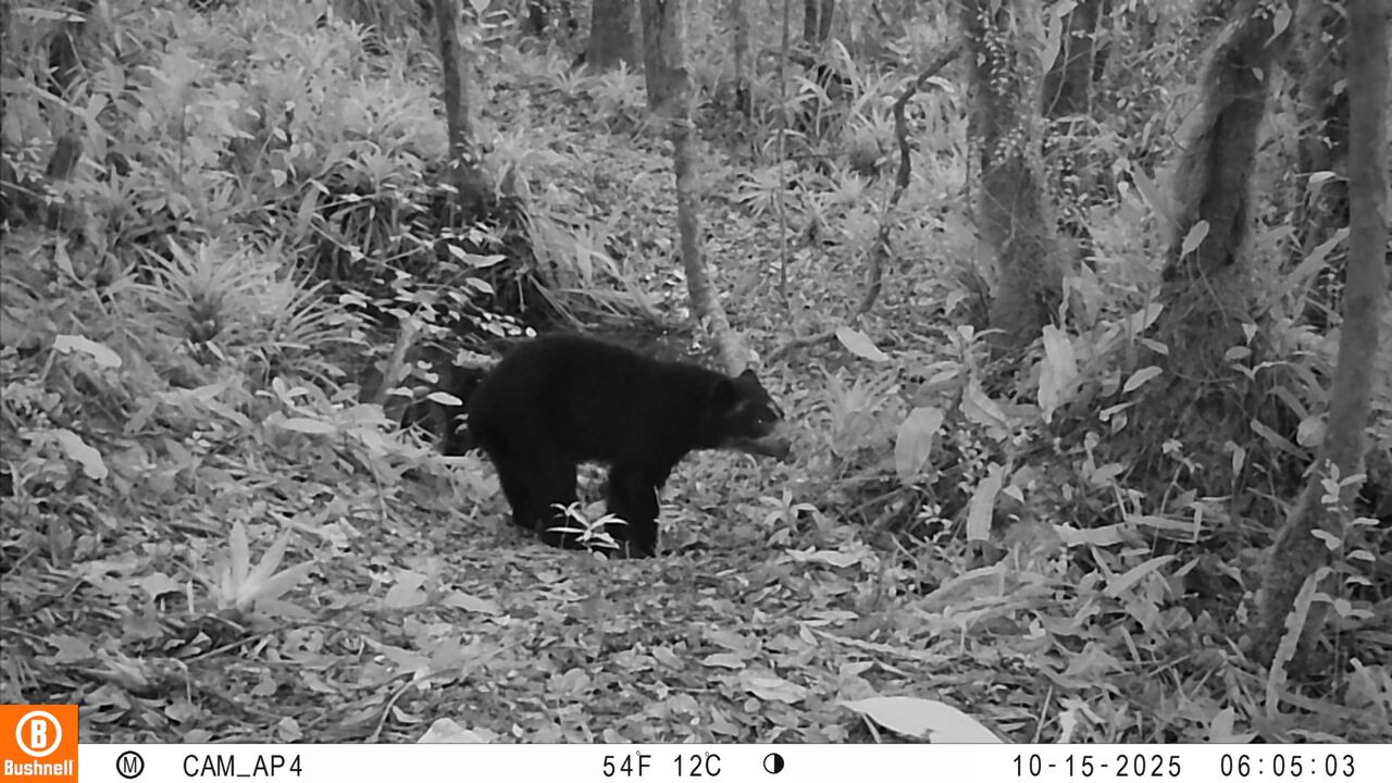 Oso andino captado en cámaras trampa en el municipio de Colombia, Huila.