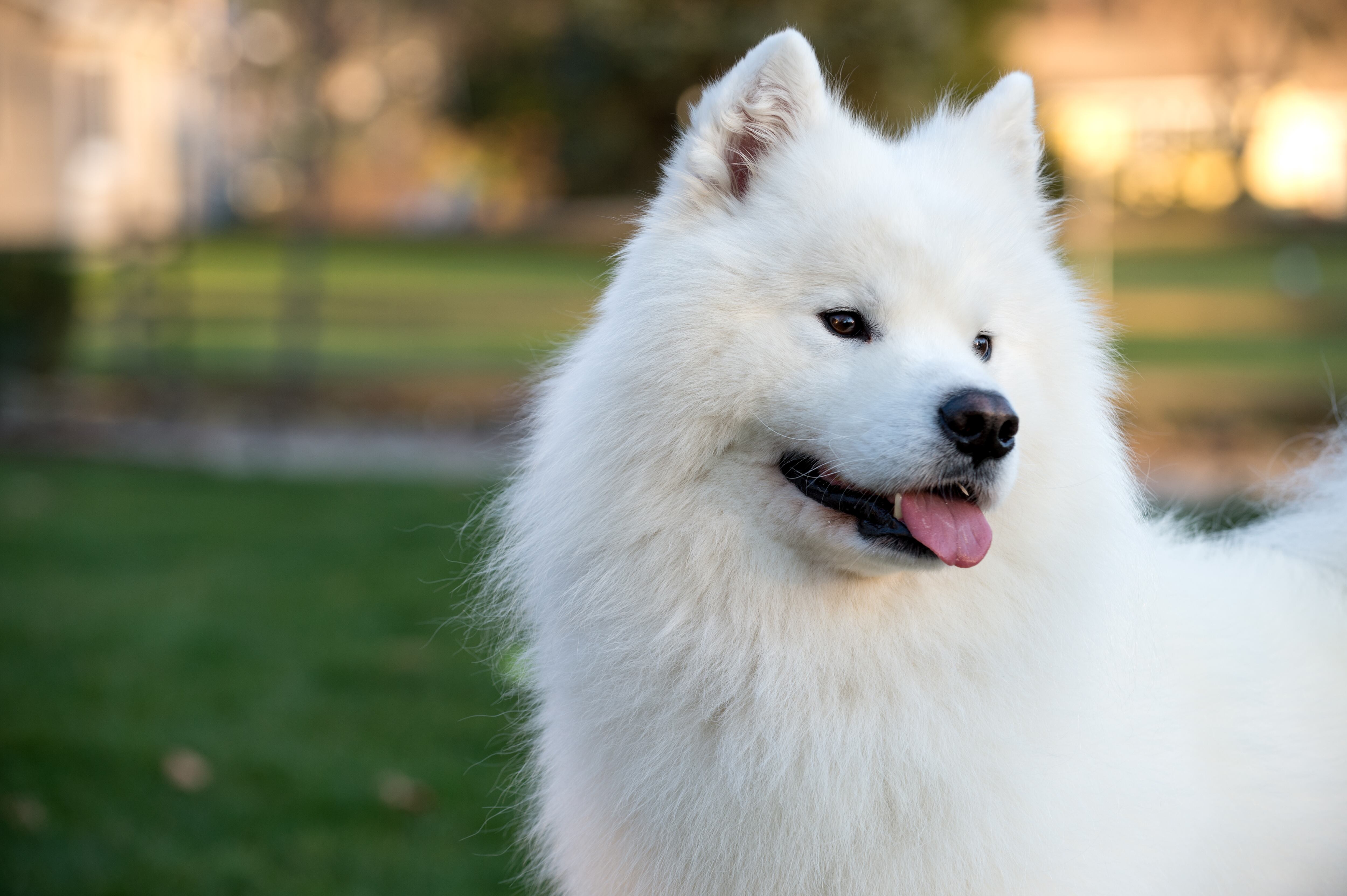 Samoyedo
