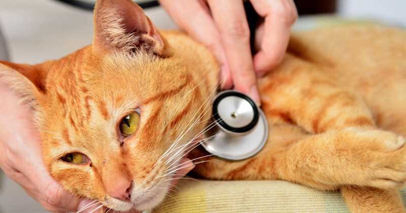 Una mala alimentación puede arraigar en graves problemas de salud para los gatos.