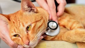 Cuando un gato comienza a perder peso de manera progresiva o repentina, lo recomendable es consultar con un veterinario.