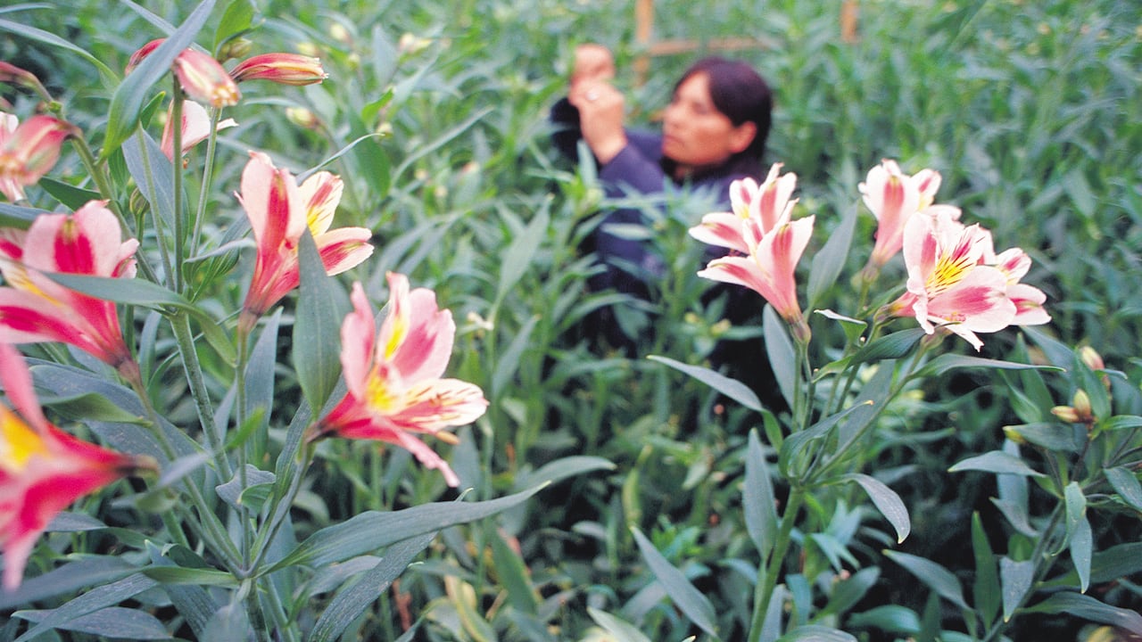 En 2024, Colombia ocupó el segundo lugar con exportaciones por un valor de 2,35 mil millones de dólares: el 20,8 % del comercio mundial de flores cortadas.