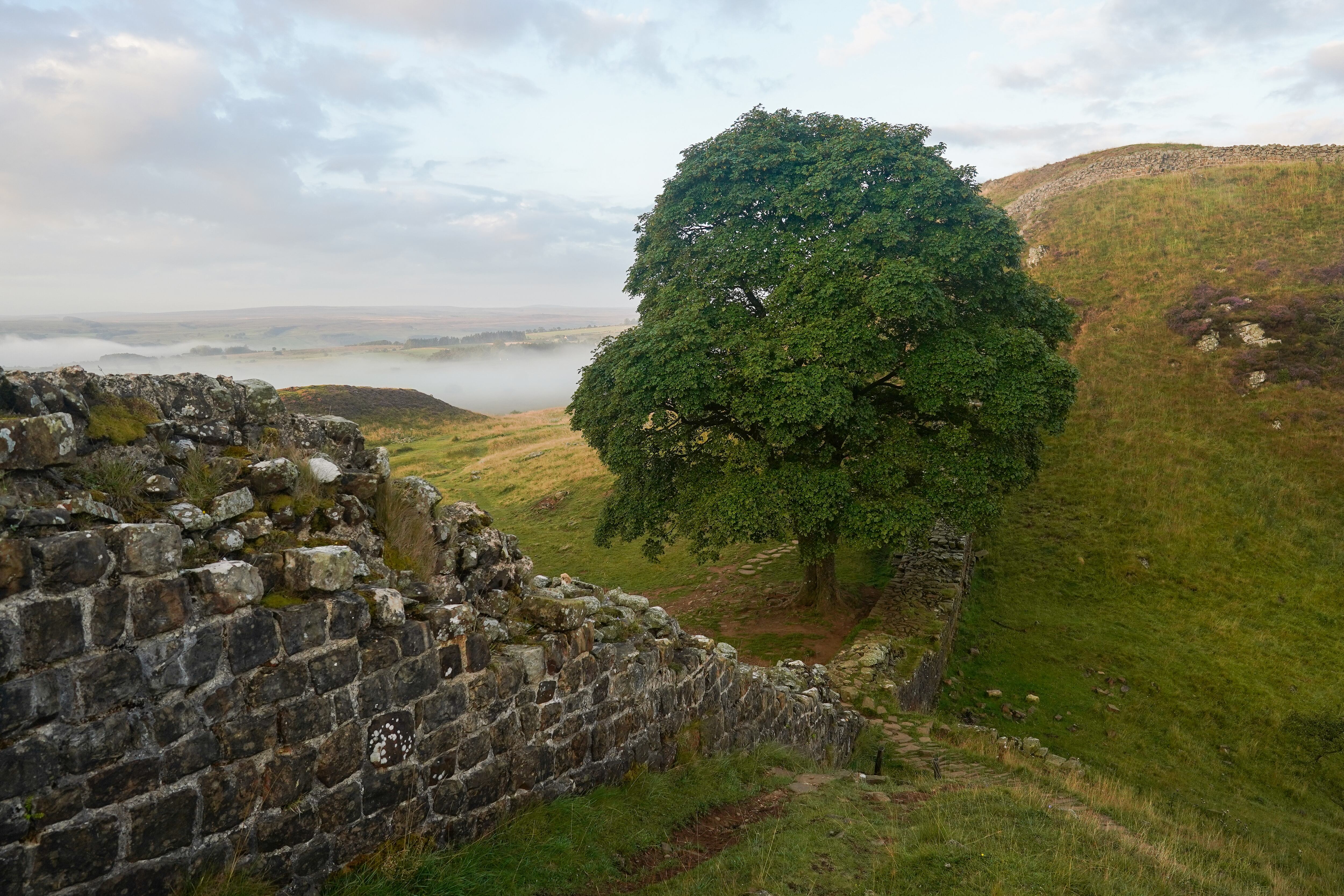 Sycamore Gap en el Muro de Adriano, que este año celebra el 1900th aniversario del inicio de la construcción el 27 de agosto de 2022 en Hexham, Reino Unido. 2022 es el 1900 aniversario de la construcción de la primera fase del Muro de Adriano y se celebra con un festival de eventos y actividades que durará un año. El muro lleva el nombre del emperador romano Adriano