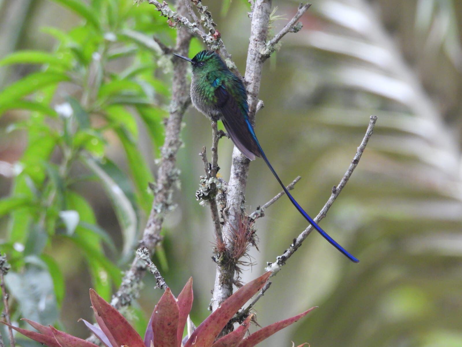 Biodiversidad La Vega