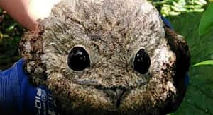 El Nictibio grande (Nyctibius grandis), también llamado bienparado, fue rescatado por un Suboficial de la Fuerza Aérea en el Meta. Foto: Cormacarena - Colombia hoy.