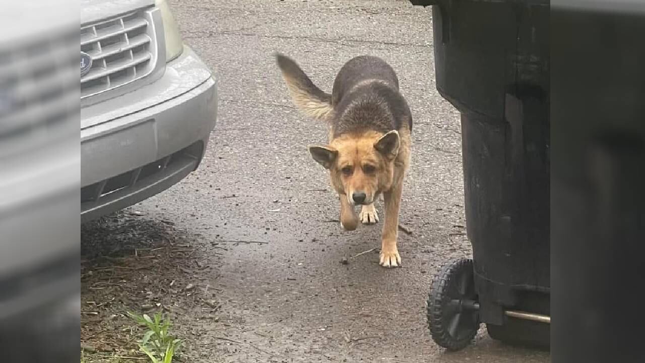 A la perrita se le encontró basura en el estómago.