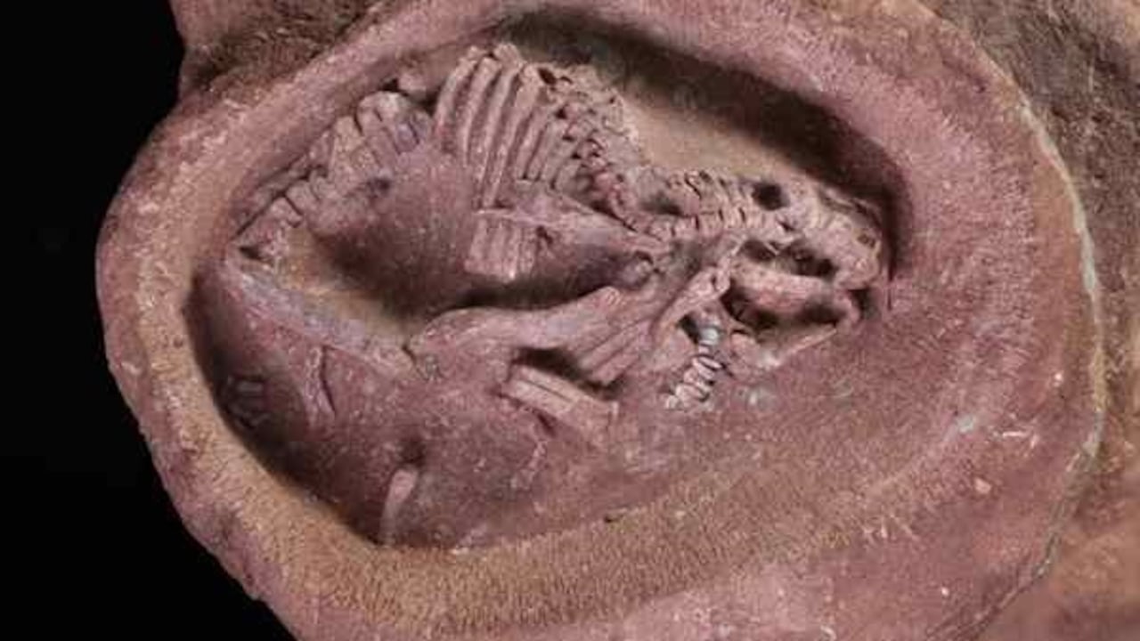 El huevo de los ejemplares tiene un diámetro de unos 9 centímetros y un volumen total de unos 660 mililitros. Foto: Europa Press.