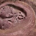 El huevo de los ejemplares tiene un diámetro de unos 9 centímetros y un volumen total de unos 660 mililitros. Foto: Europa Press.