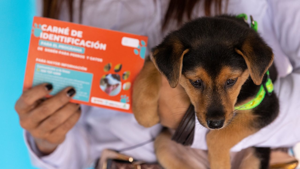 Más de 6.000 animales se han atendido en Pereira a través del Sisbén de perros y gatos, desde el año 2020.